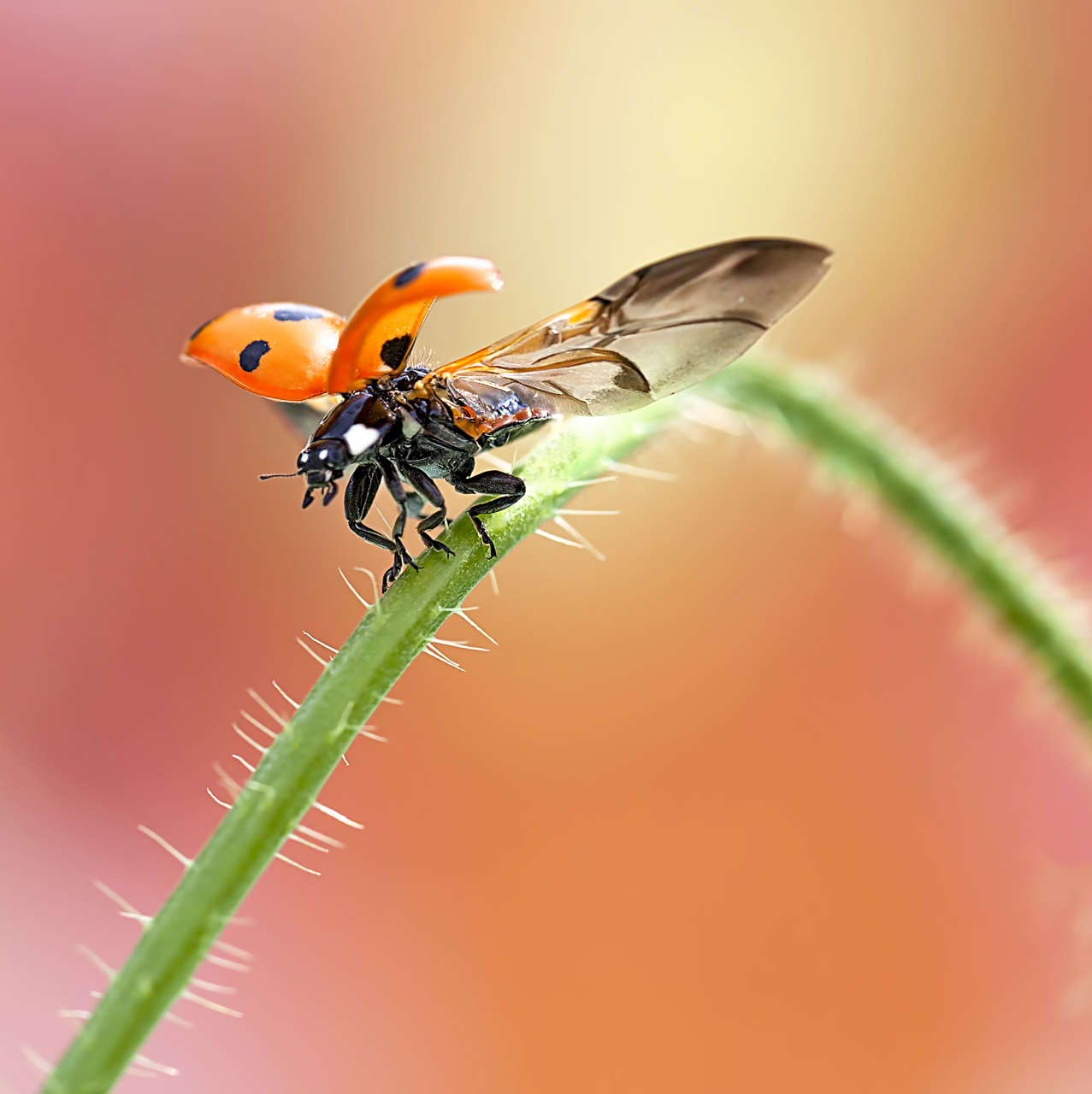 科学漫谈#  昆虫的飞行: 昆虫的飞行是一项非常高效的运动,它玫的