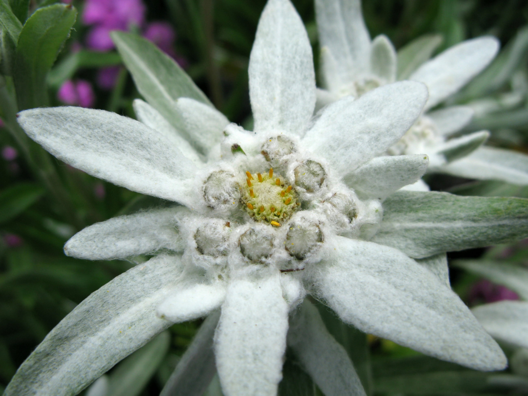 【雪绒花】,别名火绒草,薄雪草,属菊科火绒草属的多年生草本高山植物
