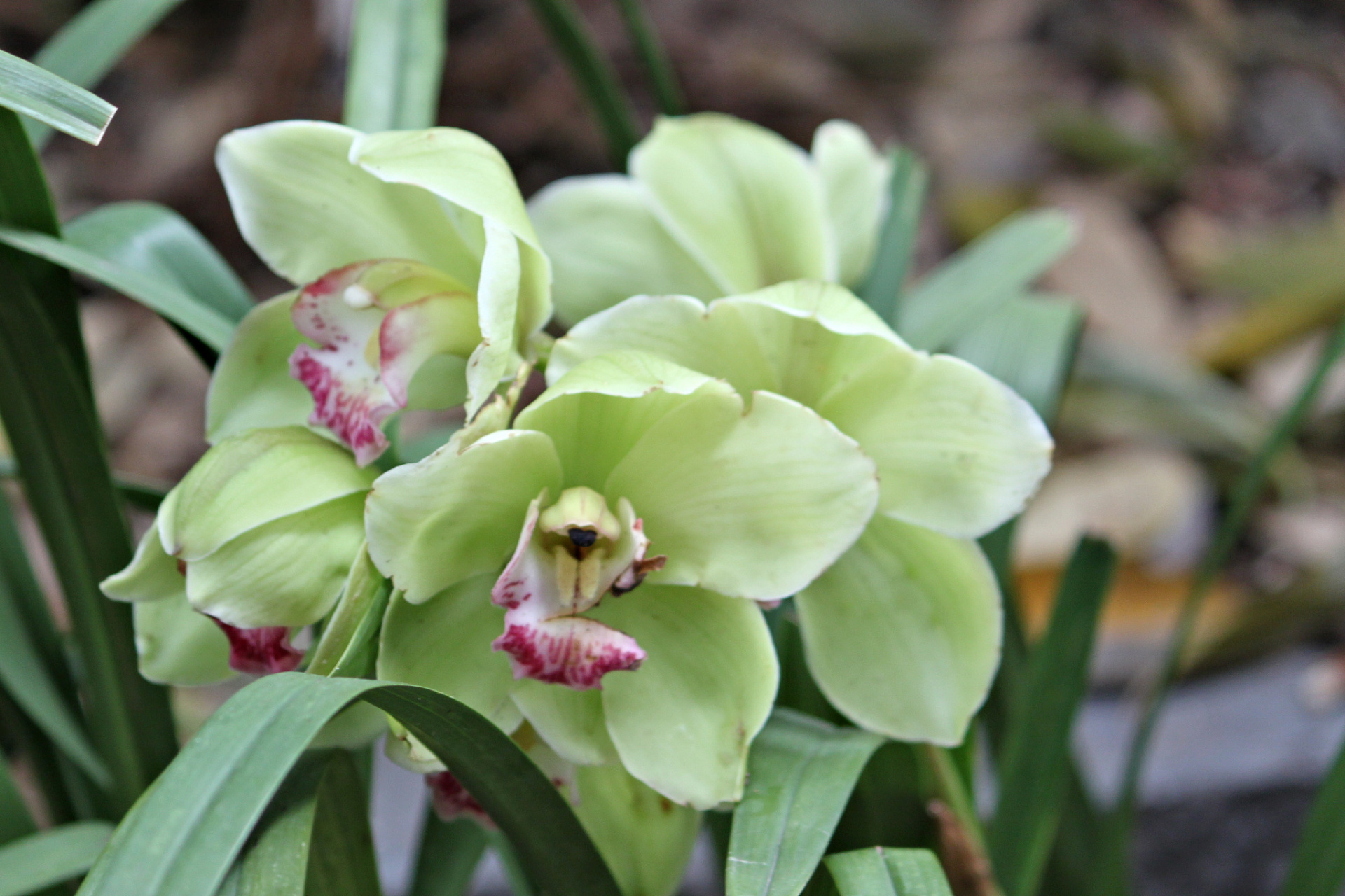 大花蕙兰# #大叶蕙兰花# #花# #花卉绿植# #大熊猫和花# #兰花种植