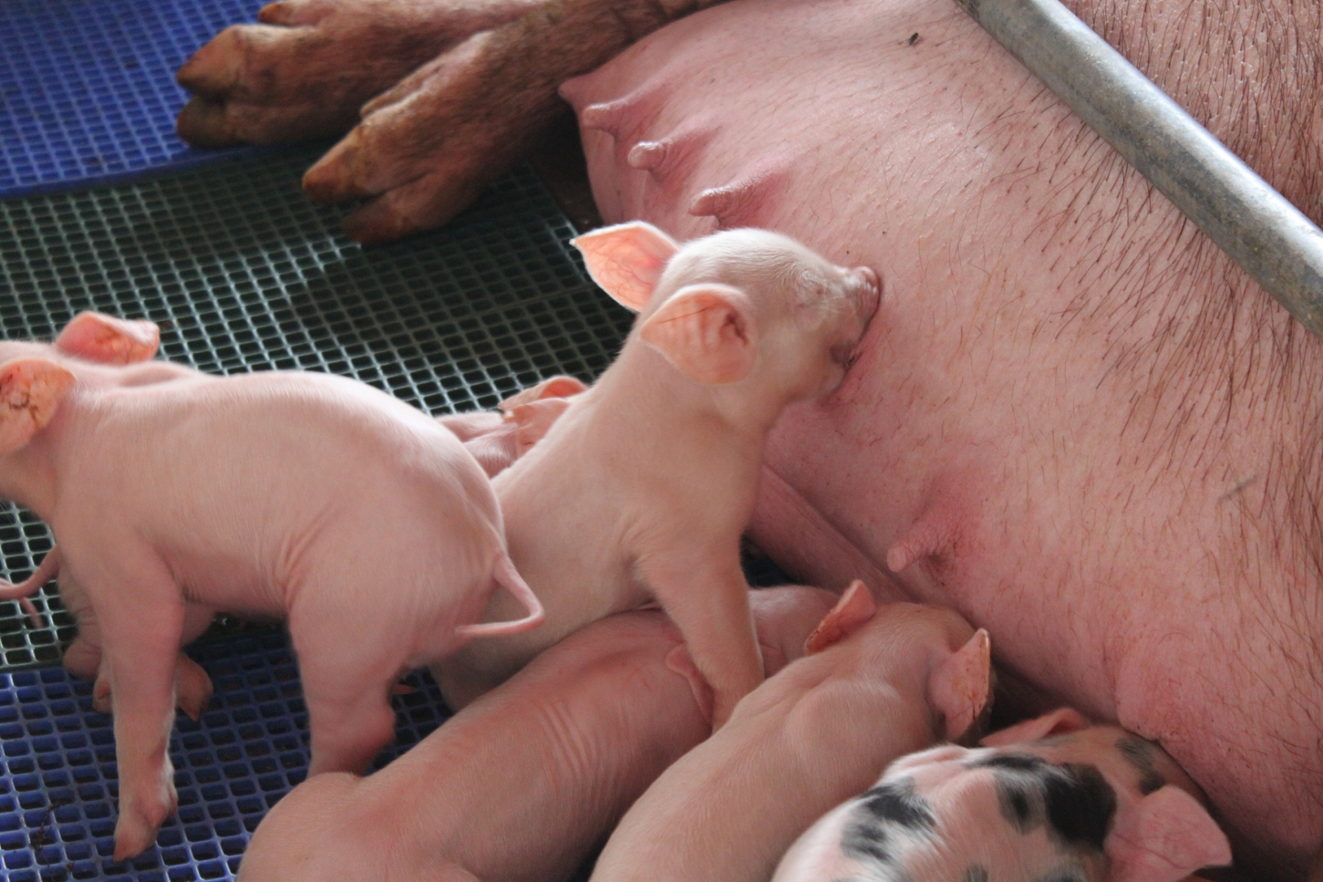 母猪的繁殖和母猪猪仔的生长都至关重要,奶水不足可能导致猪仔生长