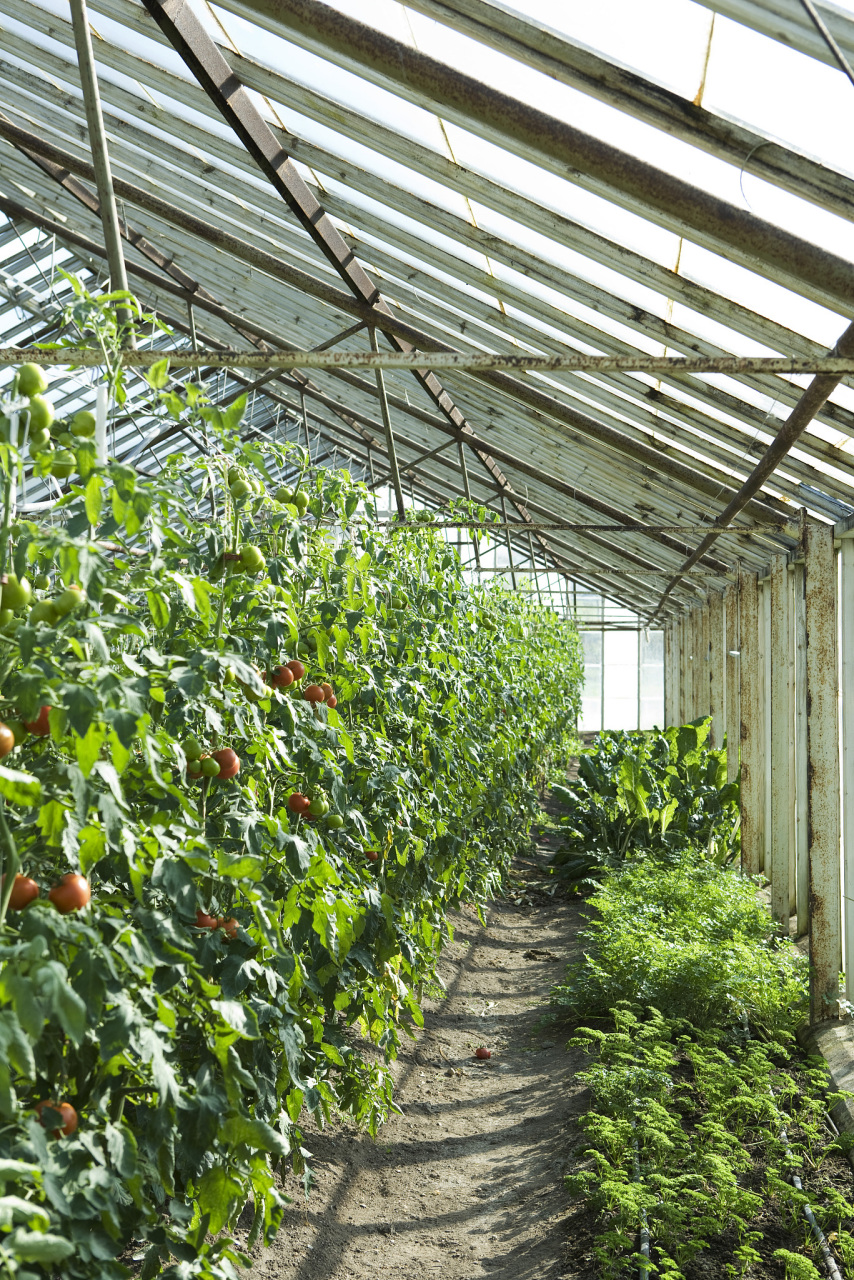 这不,我今天就来聊聊如何做好大棚植物的防病工作