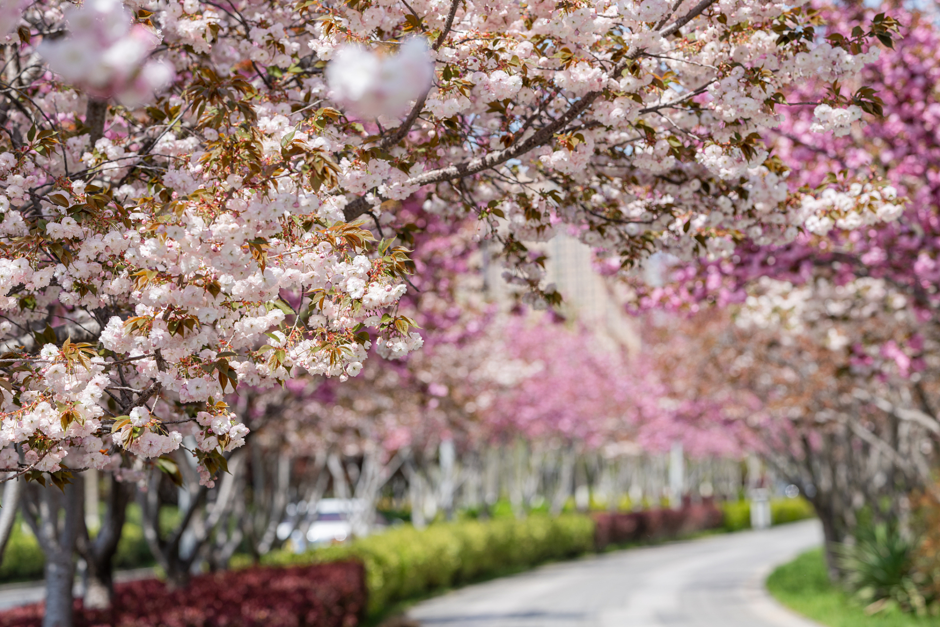 镜头里的春天# 随着春风的吹拂,大连劳动公园的樱花逐渐盛开,为这座