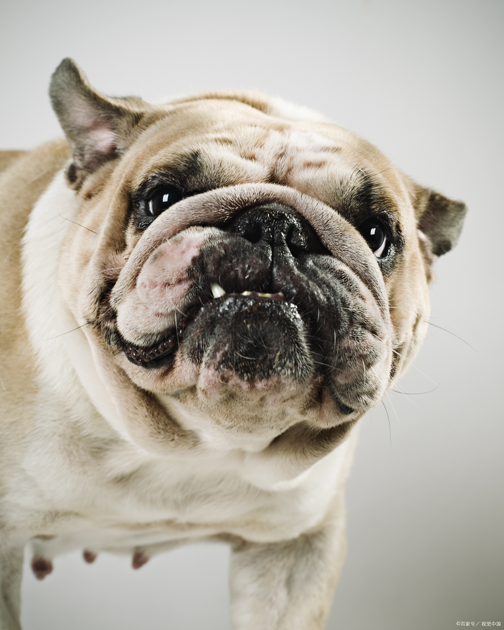 斗牛犬狗狗们就像是你的勇士,用它们那勇敢和坚强的心,为你守护每一个