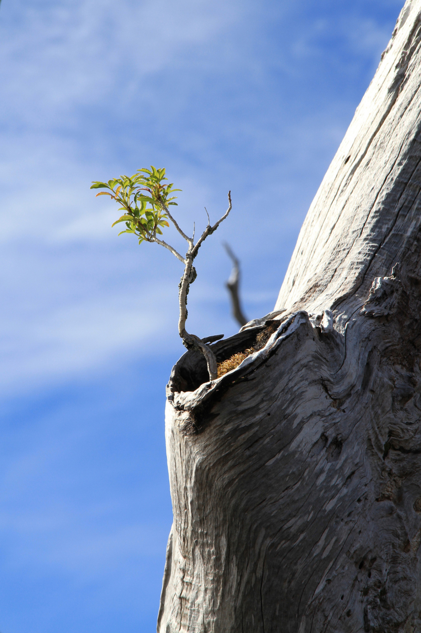 坚韧的含义在于面对困境或压力时,坚守毅力,绝不妥协,以坚定的信念