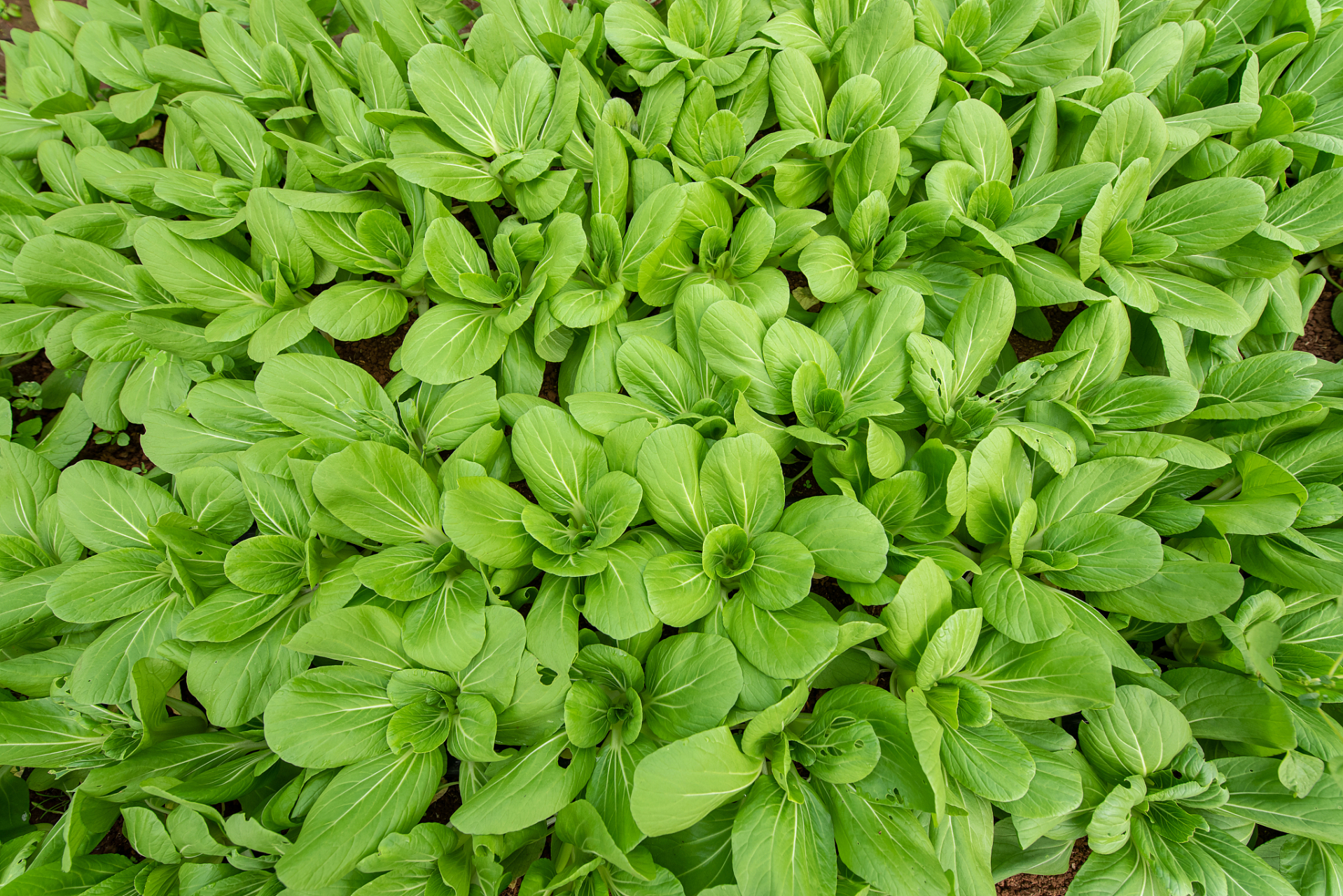 小伙伴们,我要给你们安利一款我最近狂爱的蔬菜——绿苋菜!