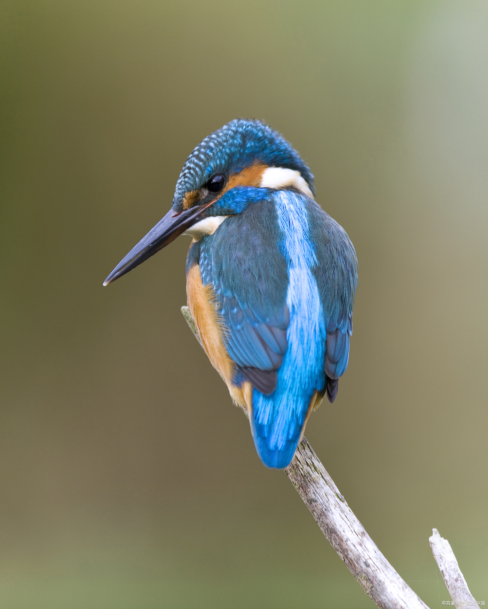 翠鸟可家养但属保护鸟类,饲养需要合法.