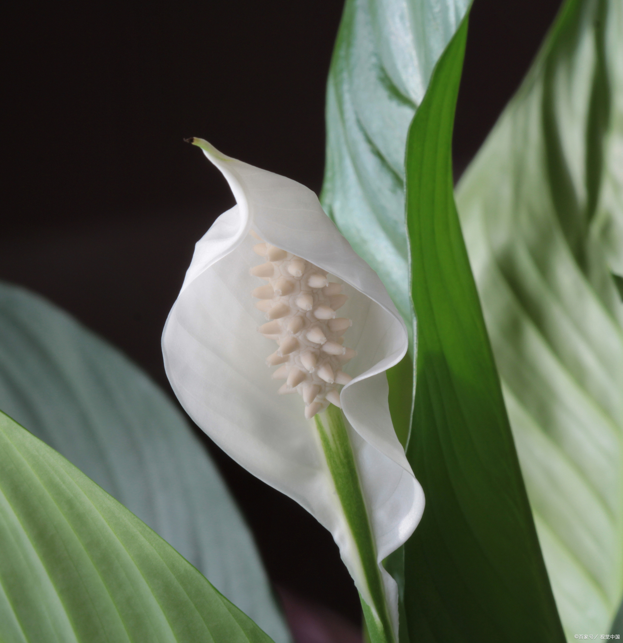 白鹤芋怎样栽植的 别名:白掌,苞叶芋,异柄白鹤芋,银苞芋, 原产地:美洲