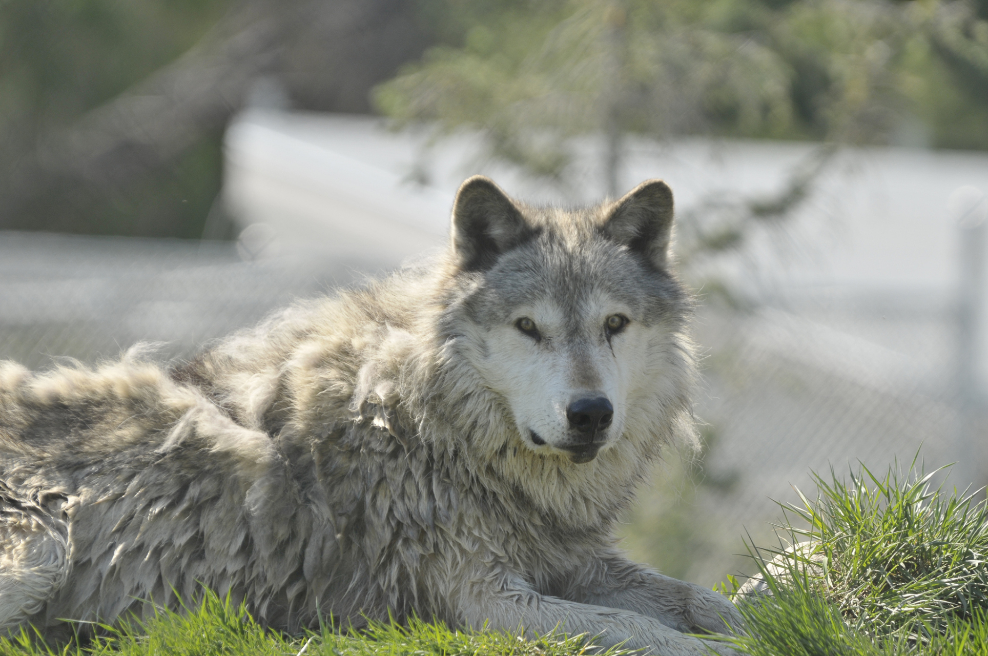 灰狼(canis lupus),也被称为"森林狼",是野狗家族中最大的.
