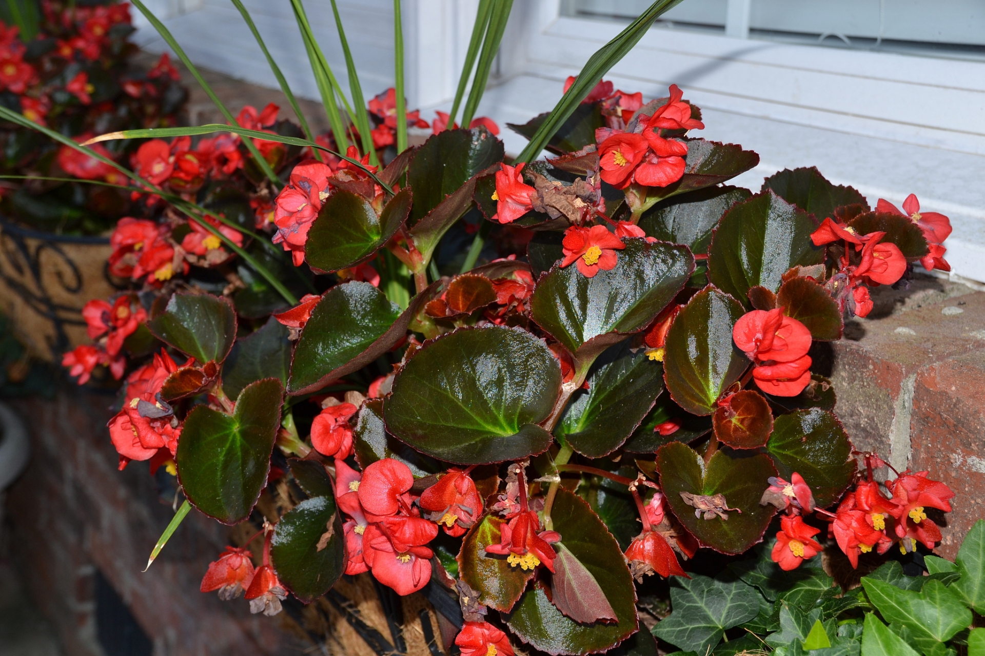 玻璃翠花怎样扦插能活  玻璃翠花(haworthia)是一种多肉植物,常见的