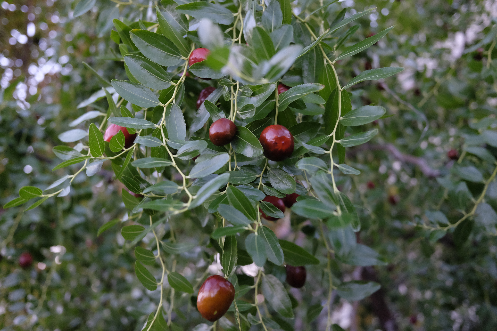 野生酸枣生长在山野间,具有显著的生态价值,丰富的营养价值和深厚的