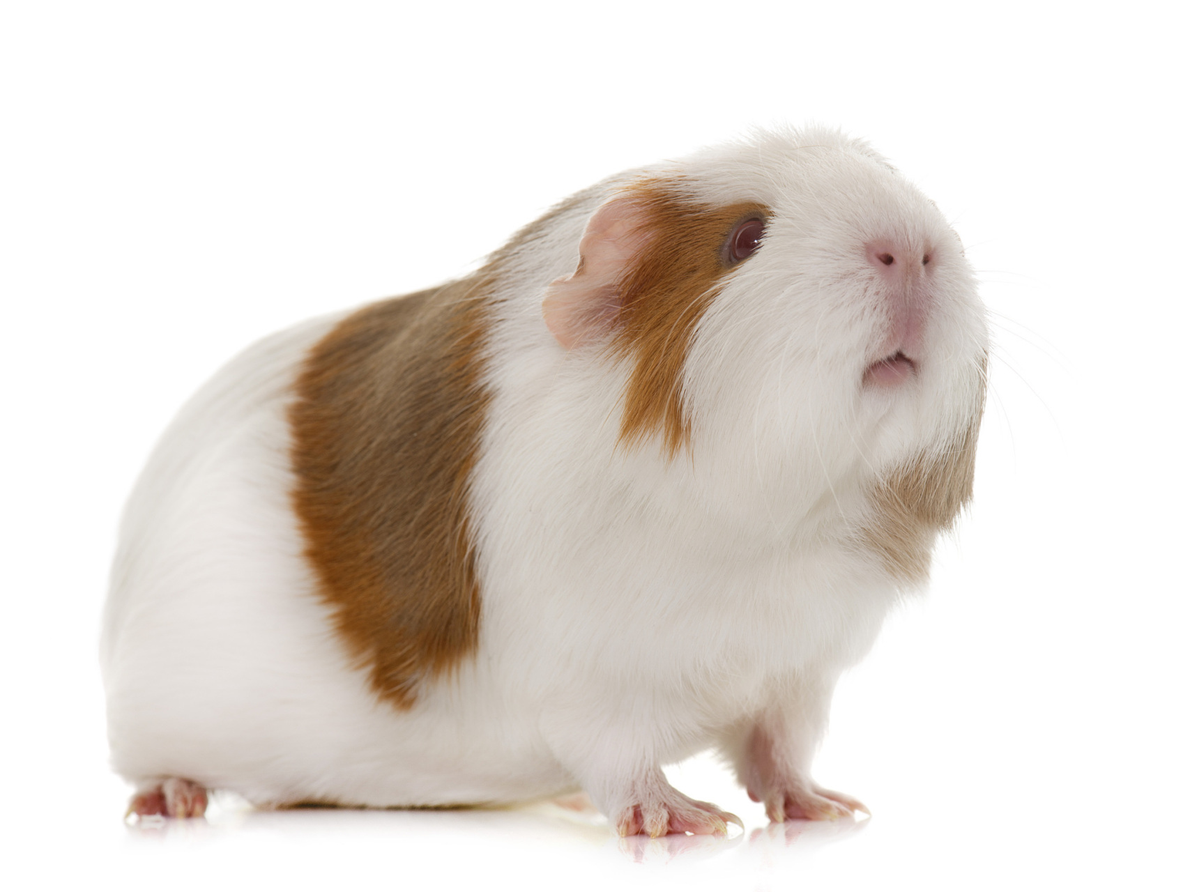 荷兰猪的身体比较短,毛发柔软光滑,因此非常适合作为宠物.