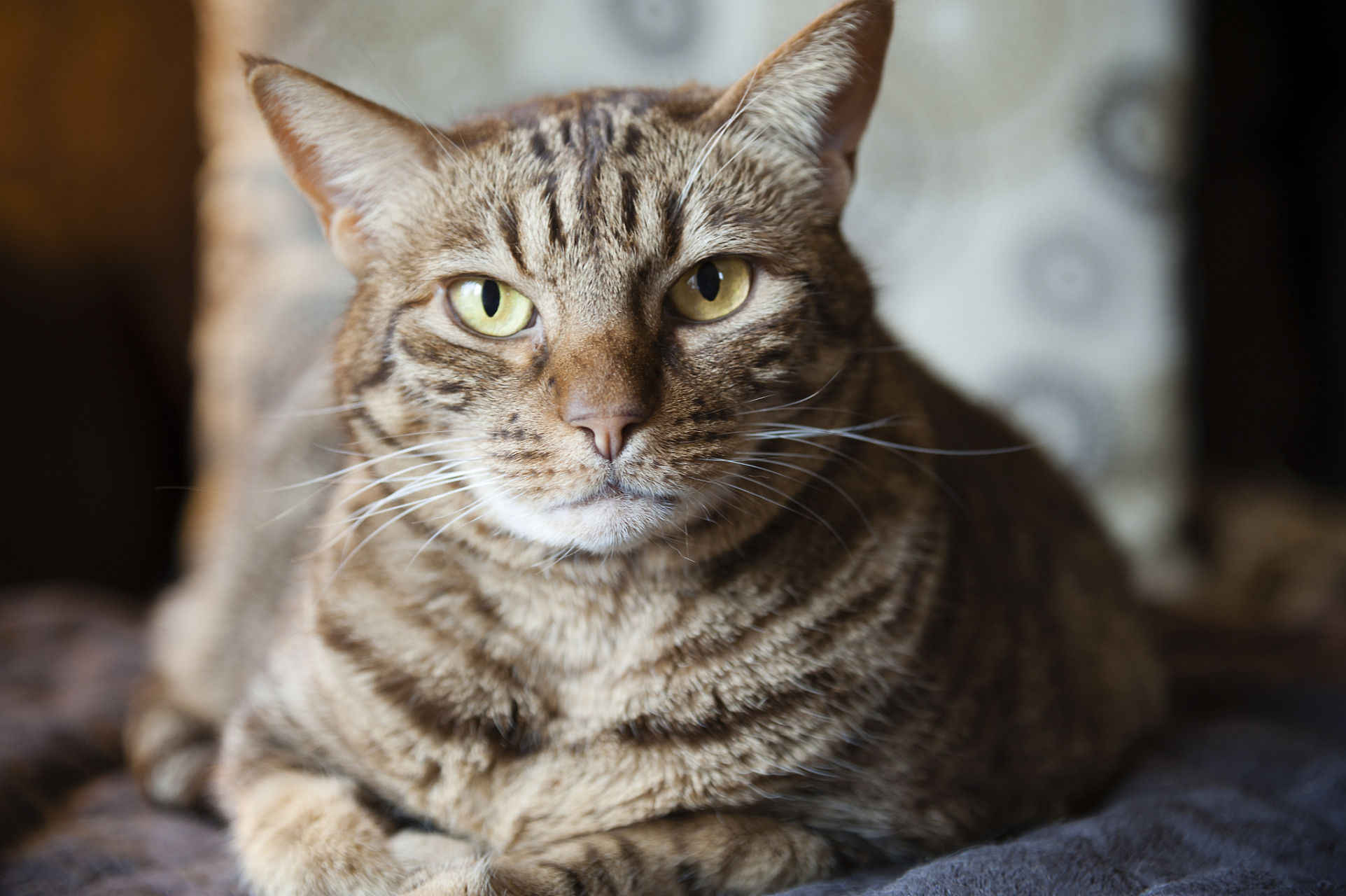 狸花猫的寿命一般有几年?