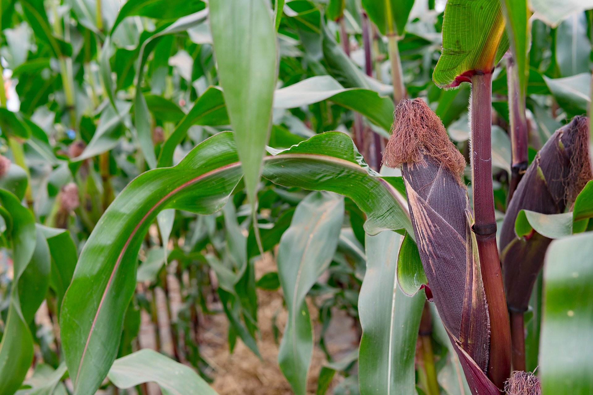 经过十年不懈努力,我国科学家首次从野生玉米中,成功克隆出高蛋白基因