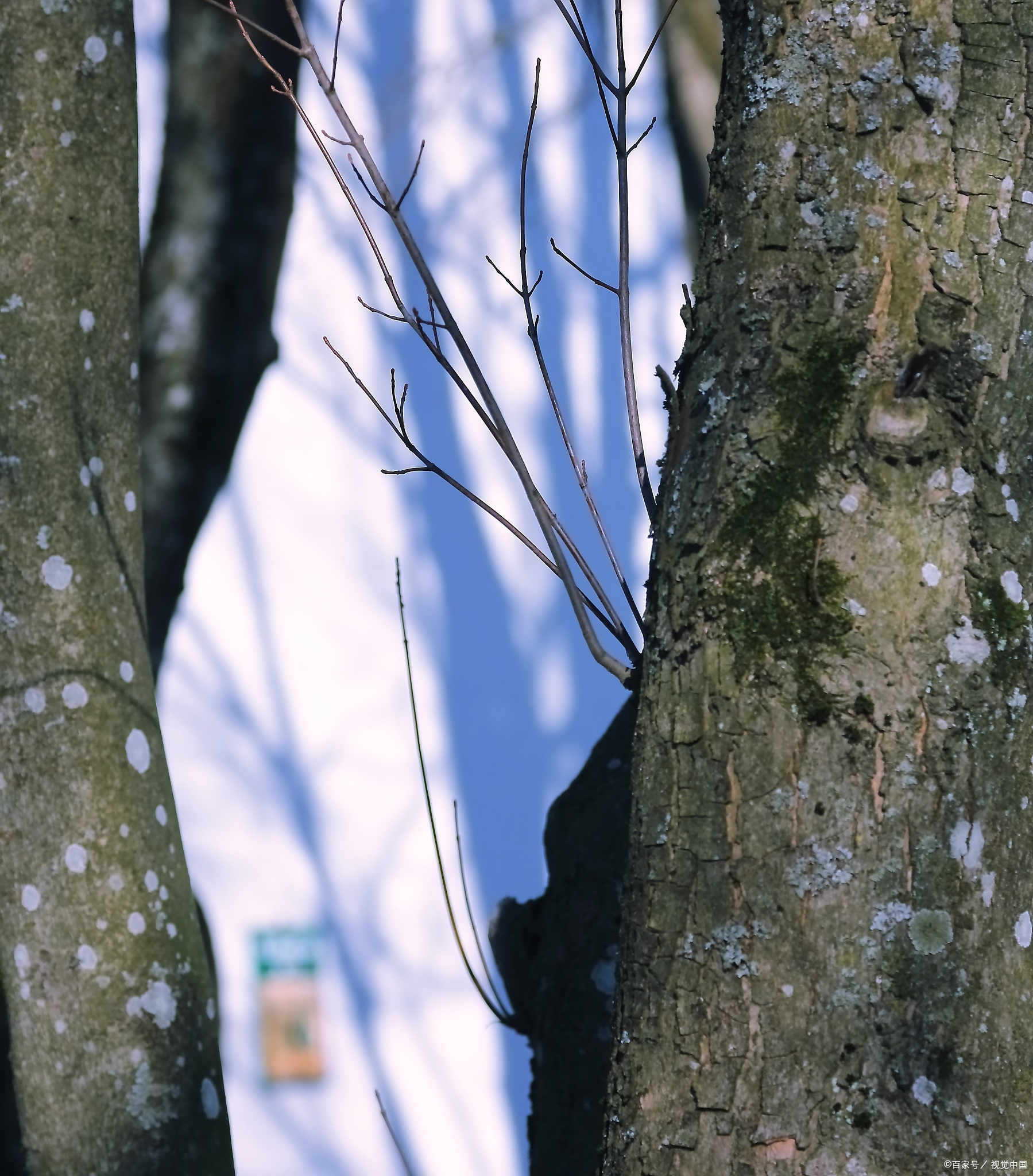面对挫折,我们如同屹立于风雨中的劲松,勇敢无畏,任凭狂风呼啸,我自岿