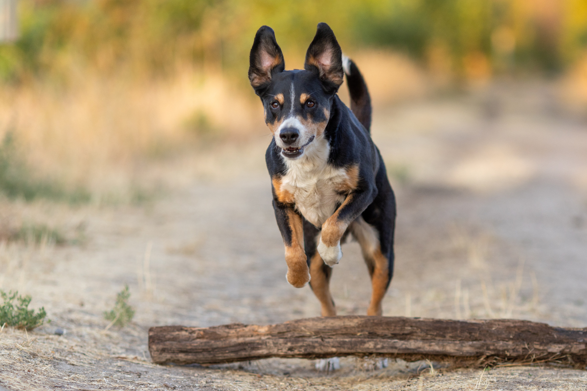 鹿犬的魅力与隐忧 你真的了解它吗?