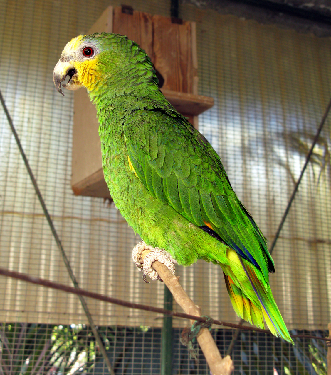 黄冠亚马逊鹦鹉是一种非常美丽的鹦鹉,其头部有着醒目的黄色冠冕,羽毛