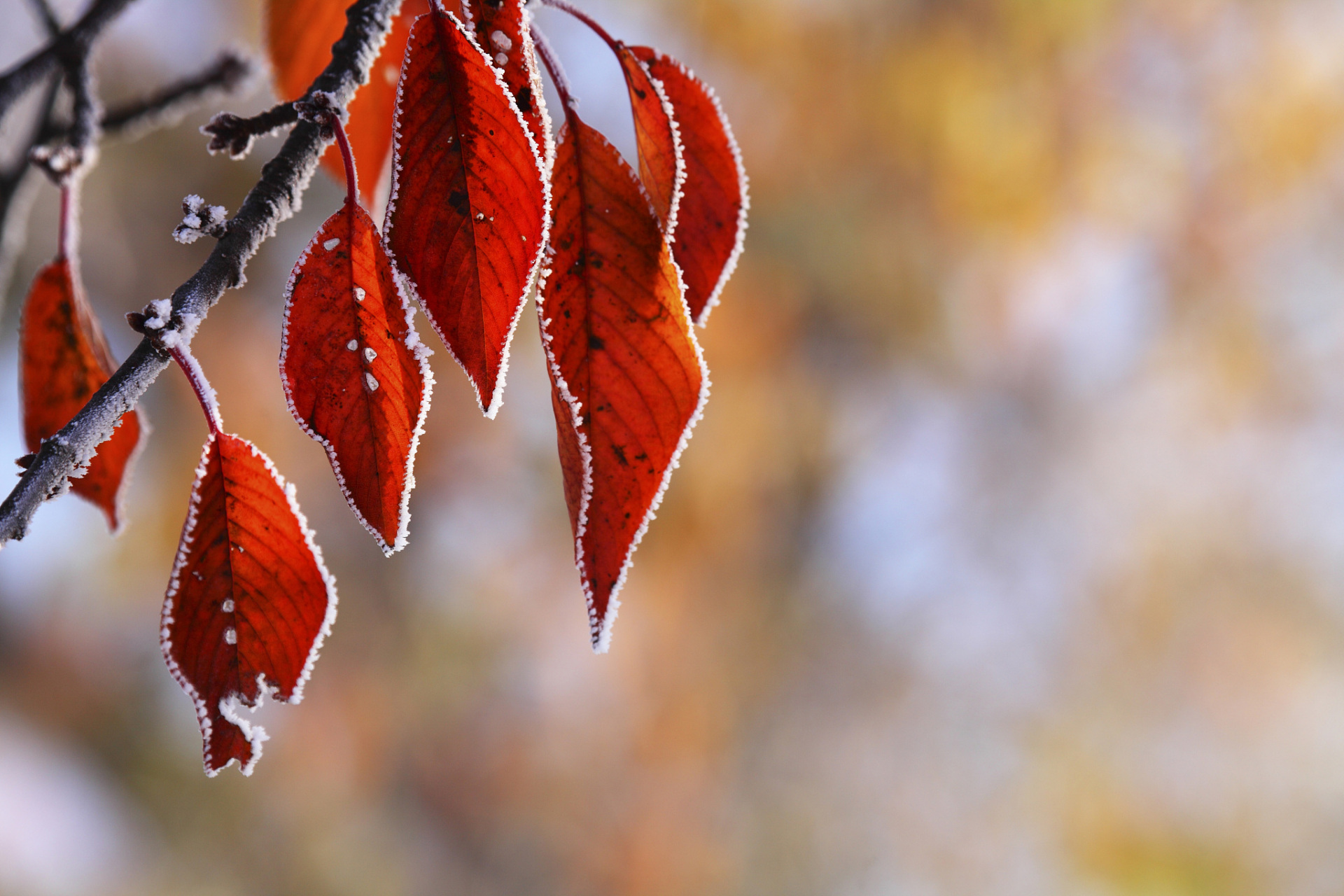 冬日枫叶染红广东山岭,韶关始兴迎来最佳观赏时  随着