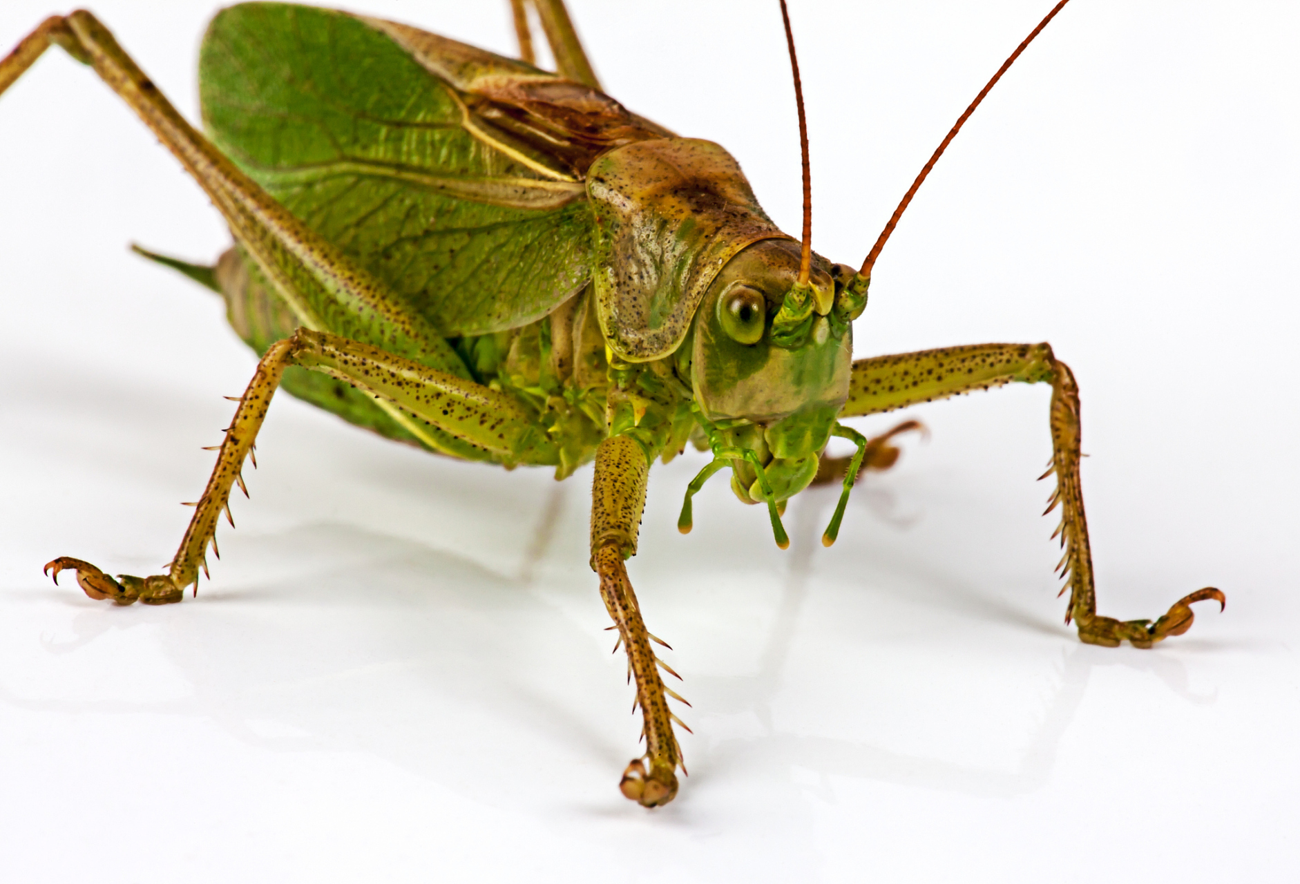 虽然蝈蝈与人类以及一些其他动物相比,其记忆力的持久性并不像那样