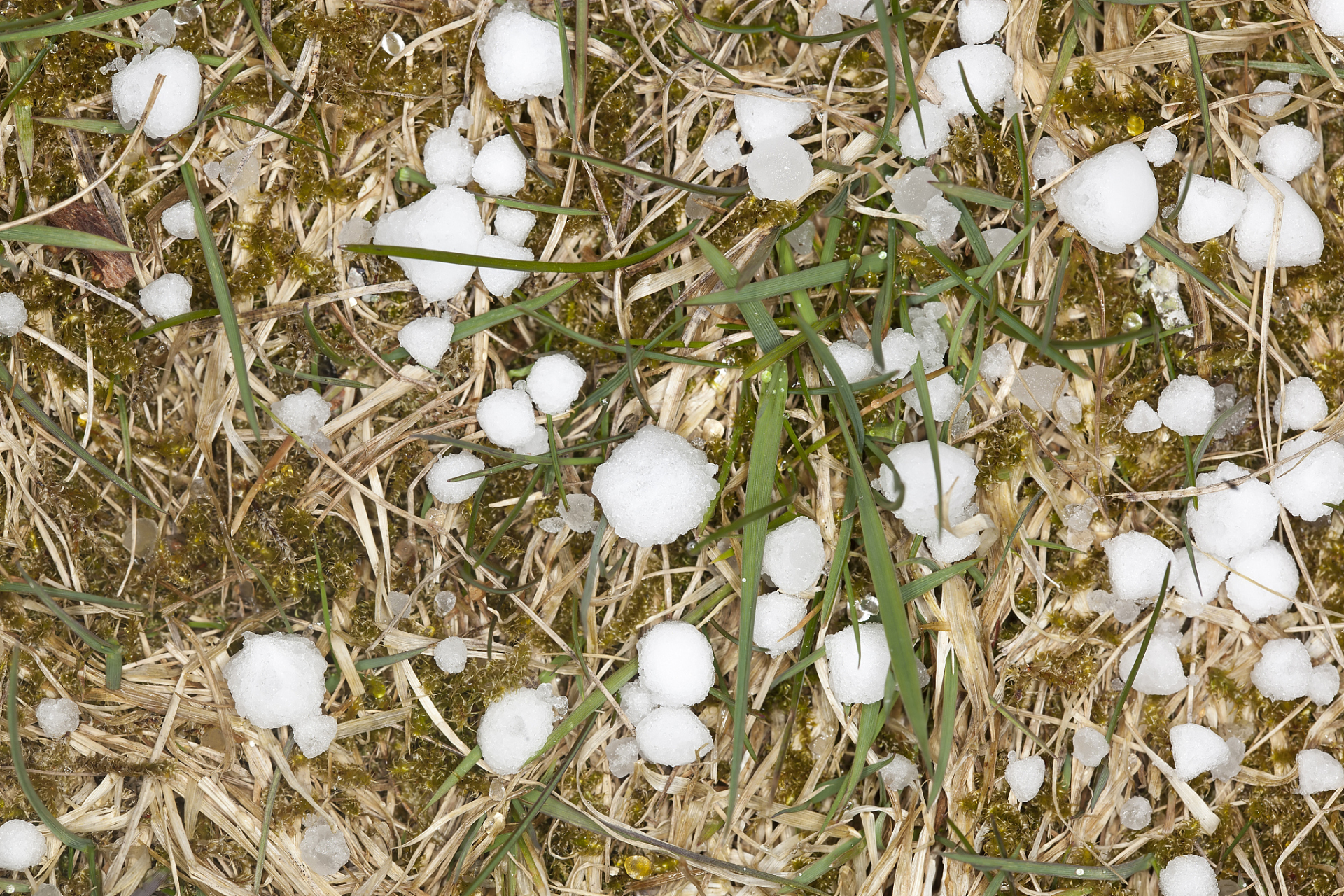 河北保定突遭冰雹袭击,冰雹颗粒大如鸡蛋,造成严重影响.