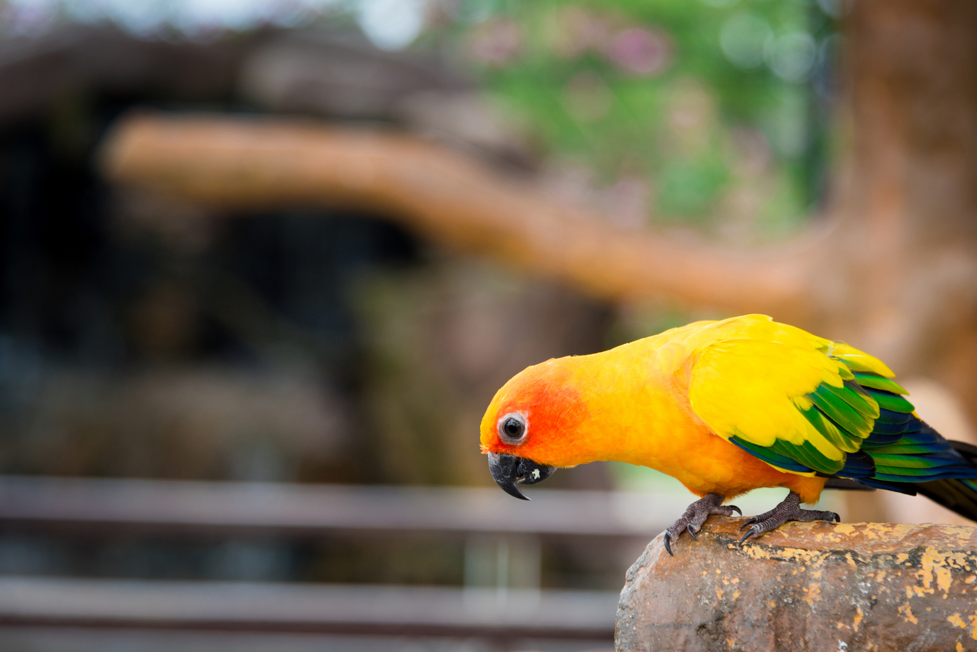 金黄锥尾鹦鹉是一种色彩鲜艳,形态优雅的鸟类,以其独特的金黄色羽毛和