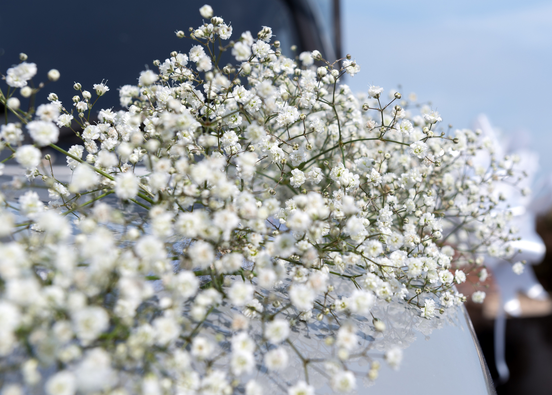 满天星的花语:美丽与祝福 满天星,星星点点的花朵,洋溢着迷人的芳香