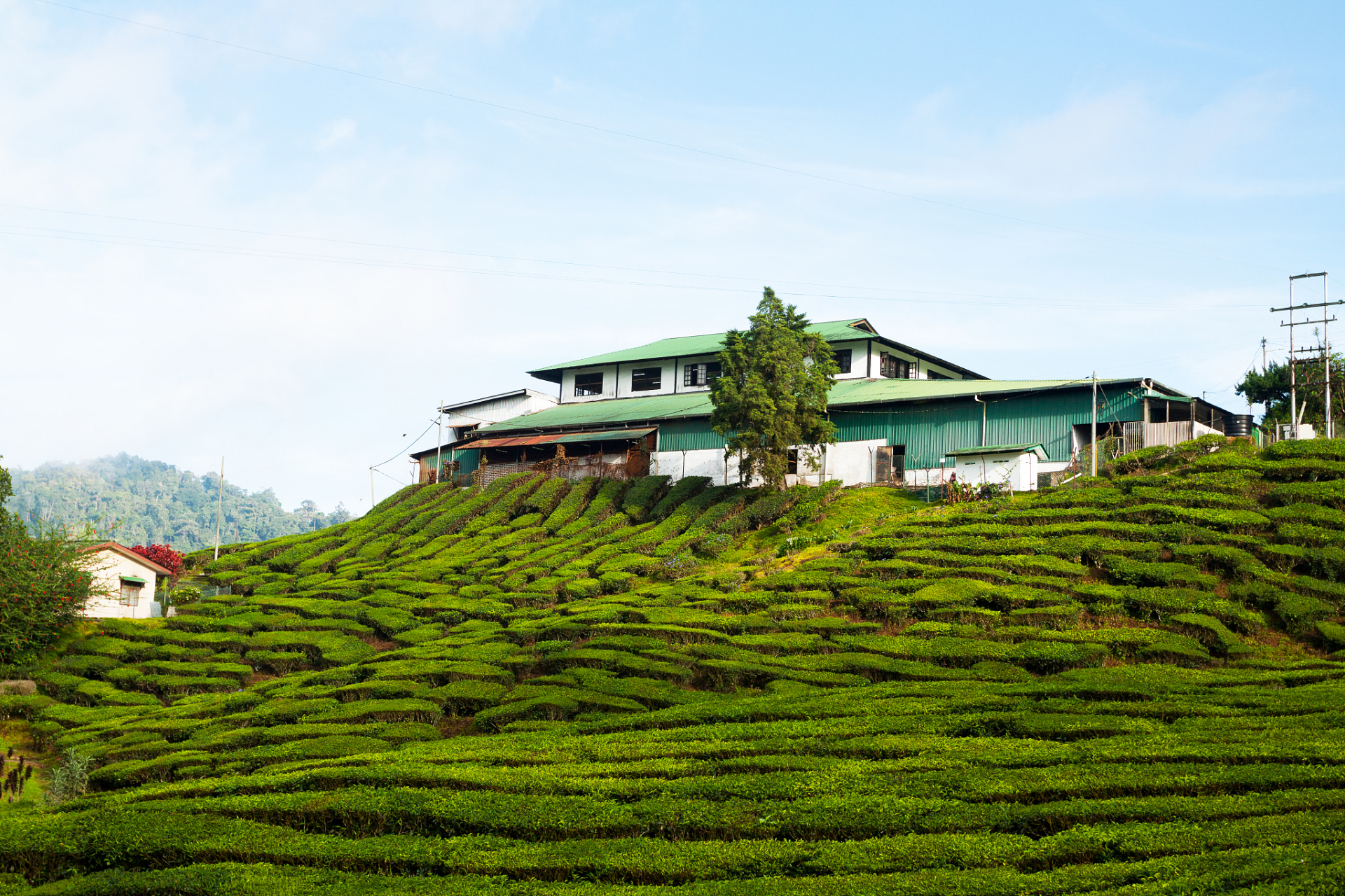 梅州雁南飞茶田景区位于广东省梅州市梅县区,是一个集茶叶生产,加工