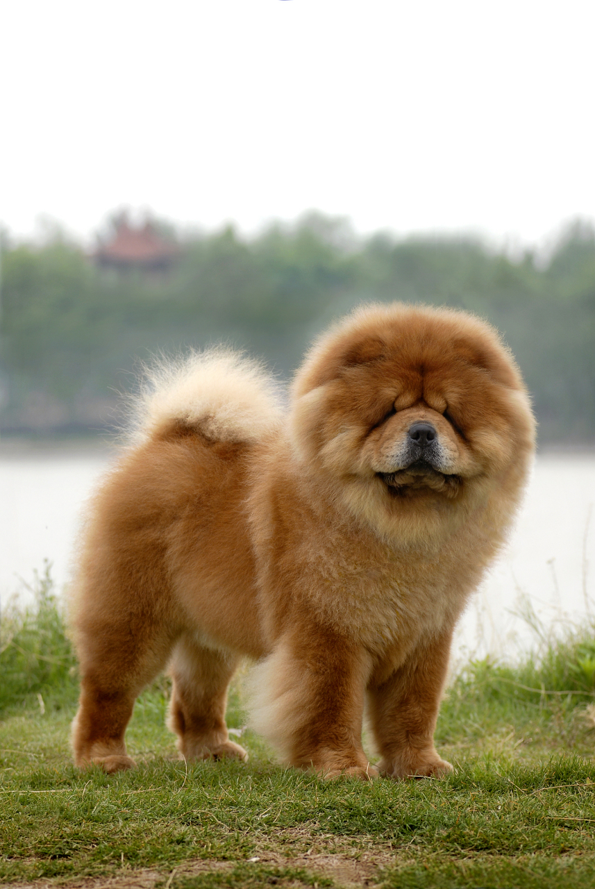 松狮犬是一种以安静独立和萌动外表著称的犬种.