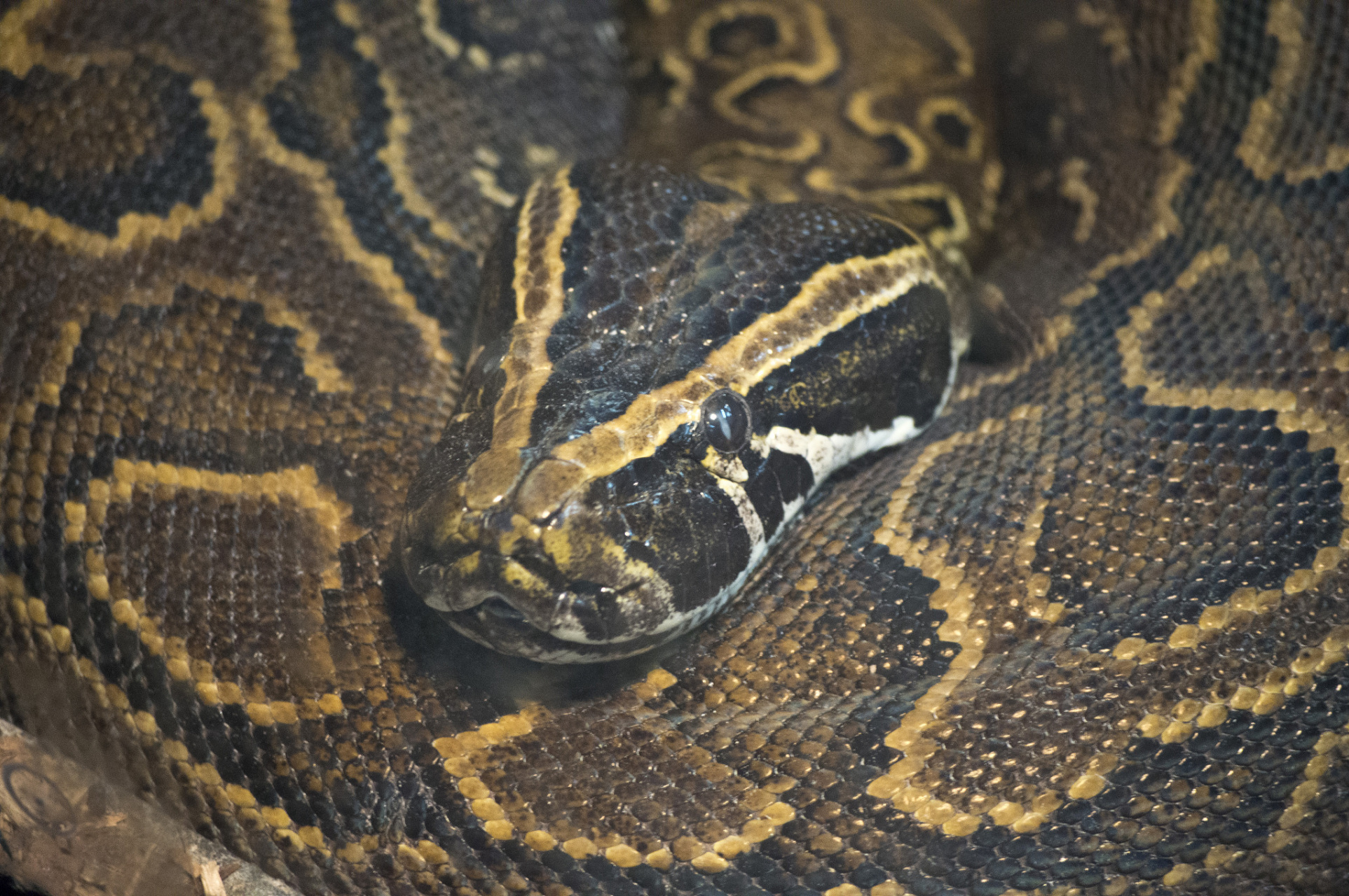云南发现最大的蟒蛇图片