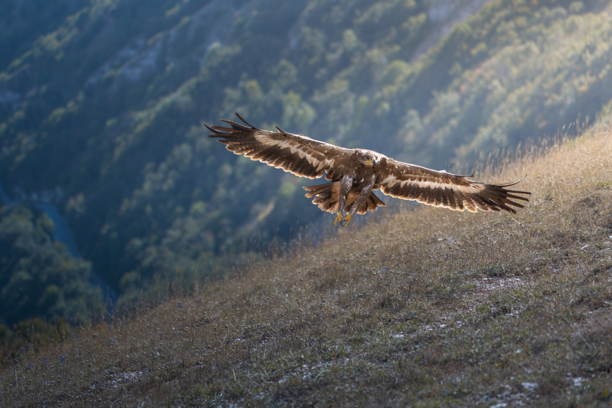 回顾:北方空中霸主非常怕热经常低空快速飞行,长矛猎鹰有什么特别