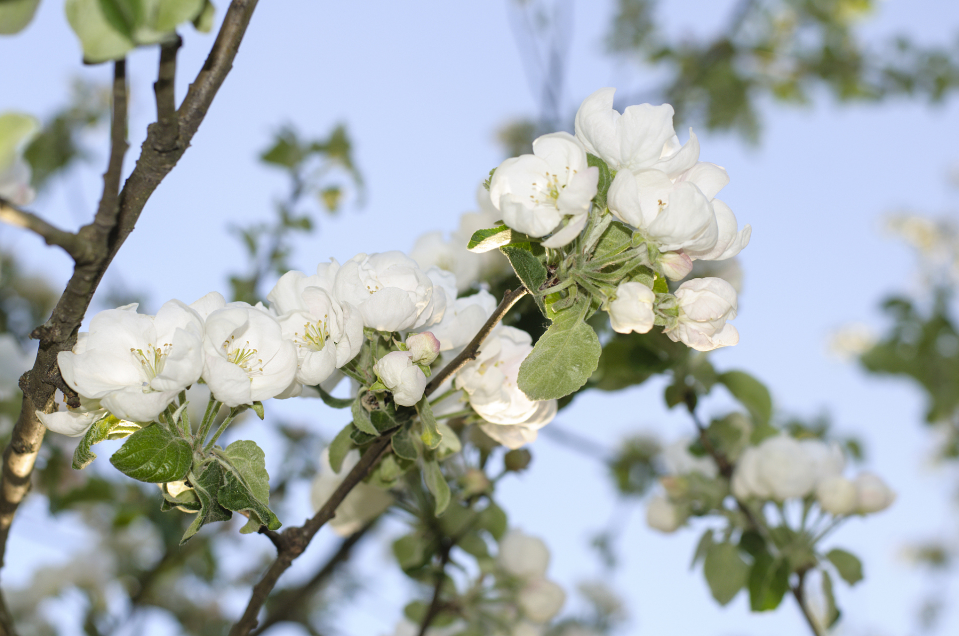 苹果树在春日开花,花期持续数天至数周,花朵盛开如梦幻般景象.