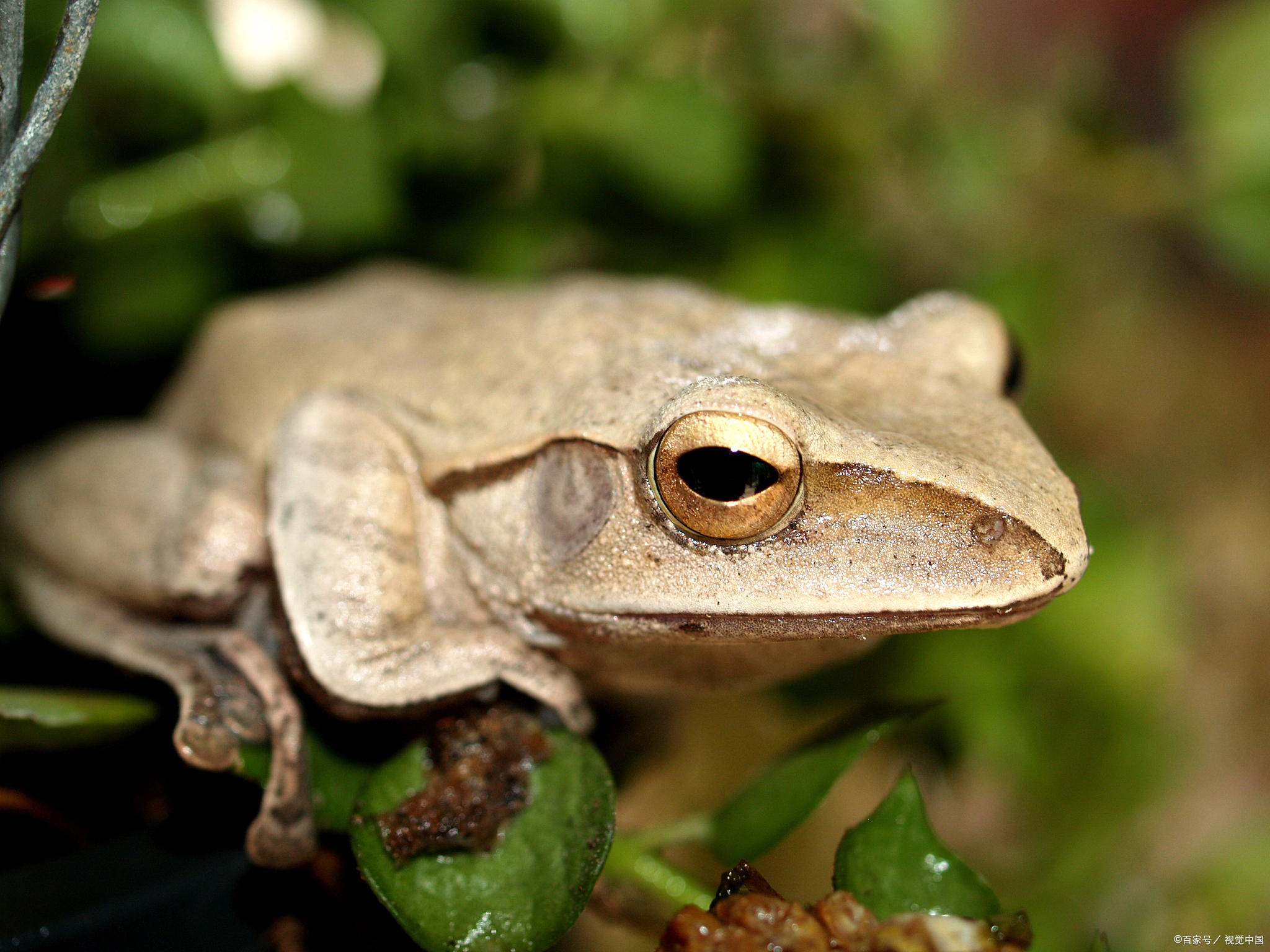 树蛙:如老爷树蛙,华西雨蛙等,它们通常具有出色的攀爬能力和独特的