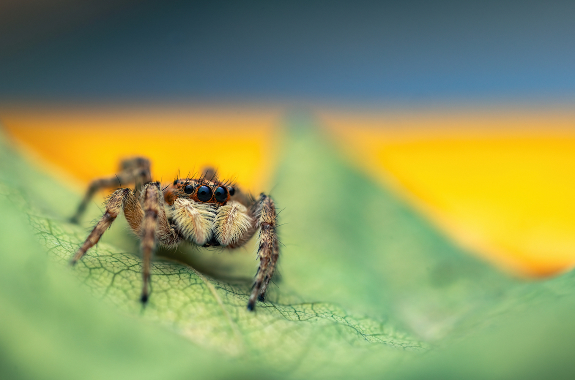 金直间蜘蛛的饲养秘诀: 金直间蜘蛛需要温暖,湿润的环境,适宜温度为25