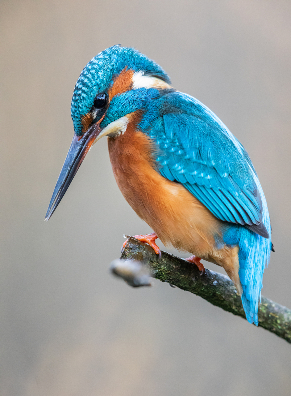 翠鸟可家养但属保护鸟类,饲养需要合法.