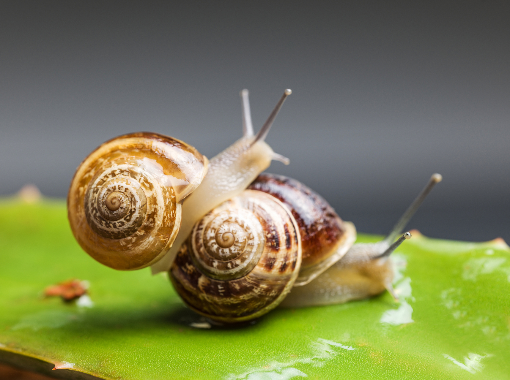 蜗牛为雌雄同体生物,但它们不能自己给自己受精.