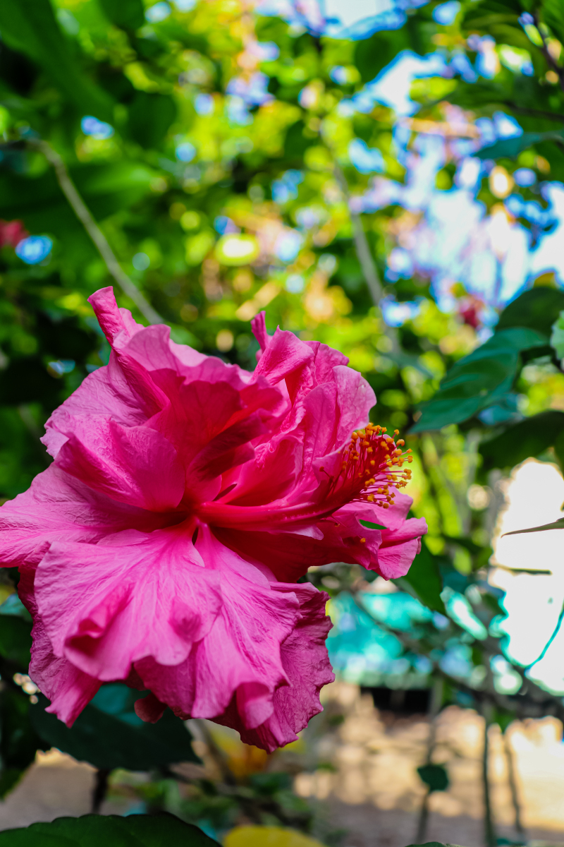 芙蓉菊寿命几年