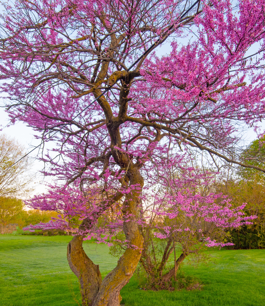 [原文:紫荆树的寓意和象征]