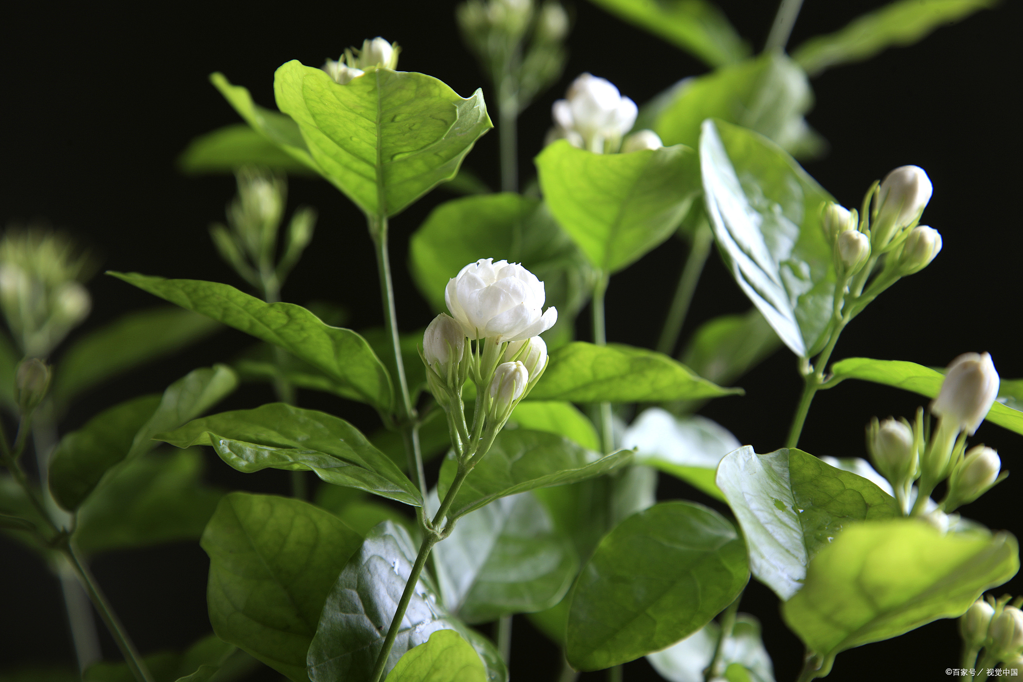 茉莉花长什么样图案图片