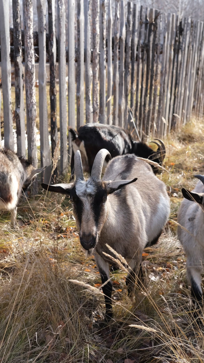 天公无私的祁黄羊
