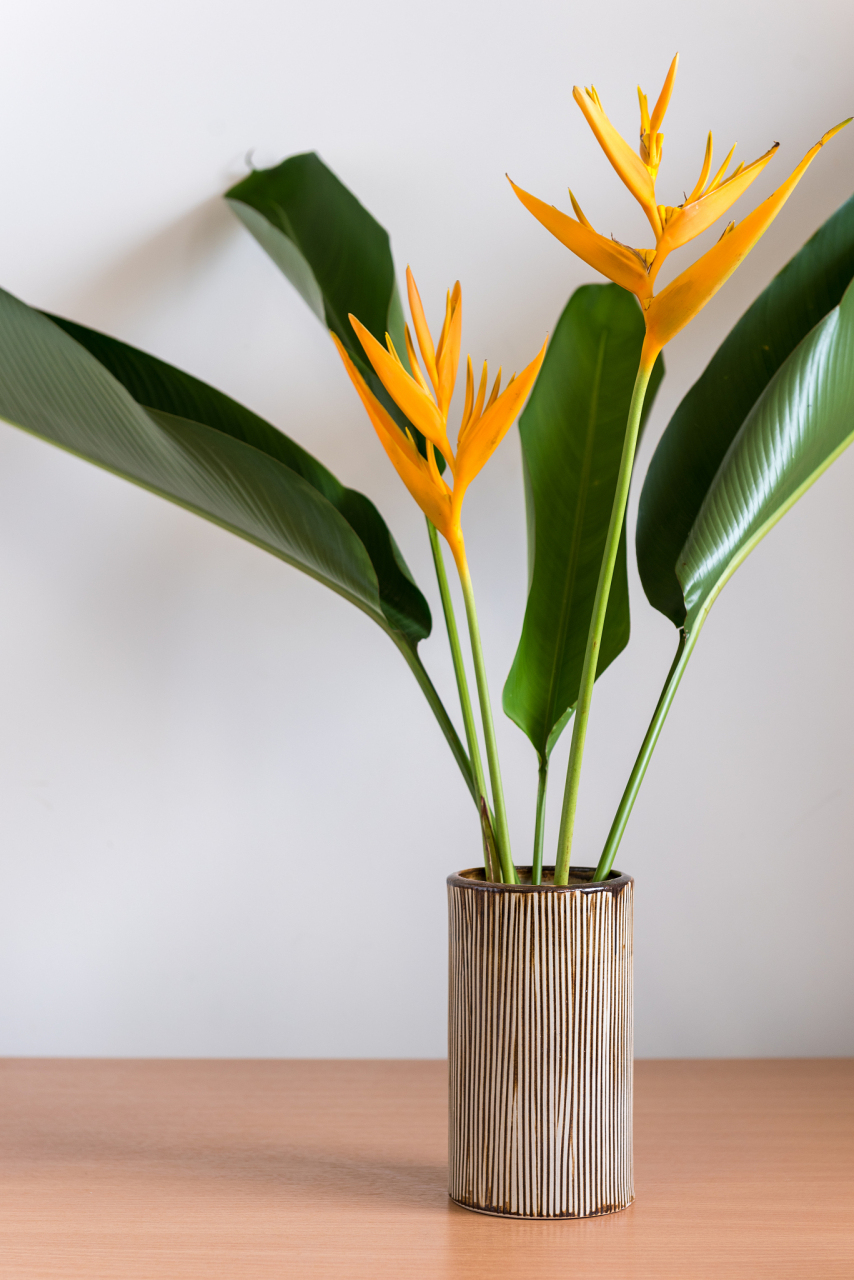 鹤望兰,又称为天堂鸟或极乐鸟花,是一种美丽而独特的植物,夏季是其