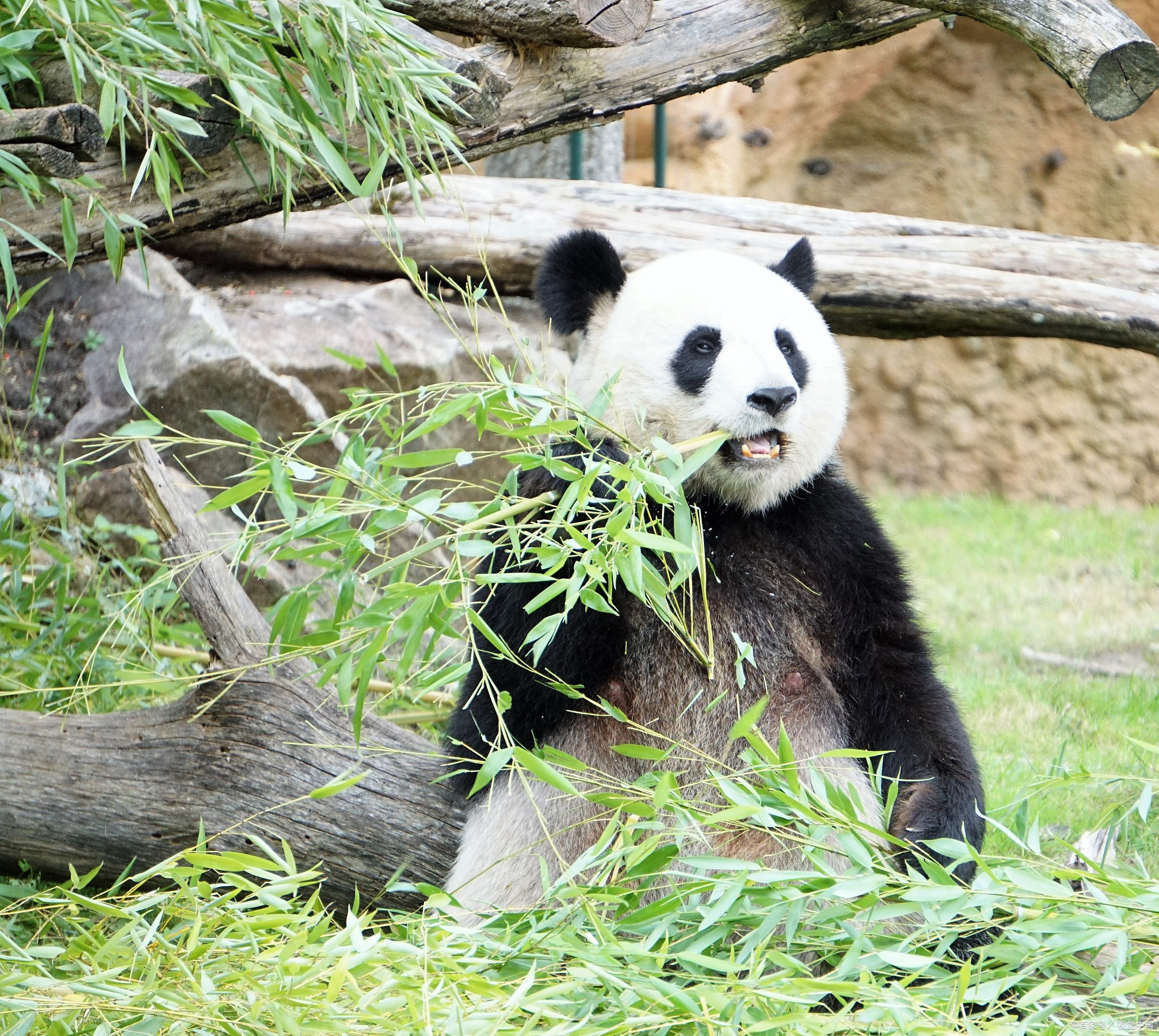 春天里躺一躺#:熊猫卖萌 竹笋