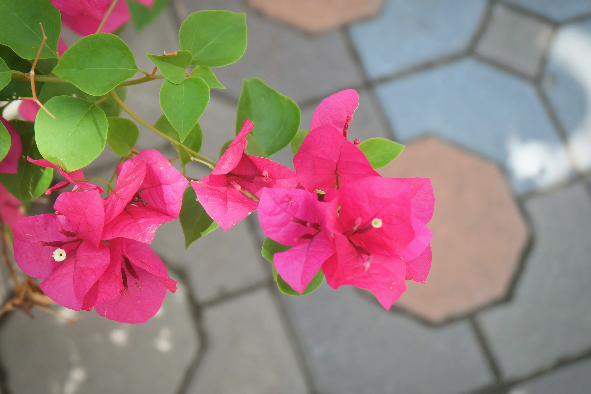 红樱蝶三角梅因其鲜艳的花色和独特的花型备受瞩目.