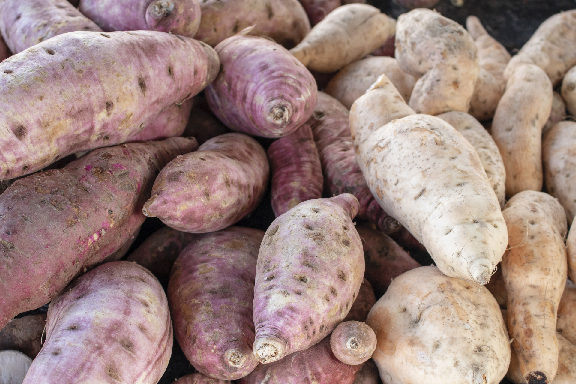 100斤红薯能出多少淀粉取决于红薯品种,提取工艺和设备.