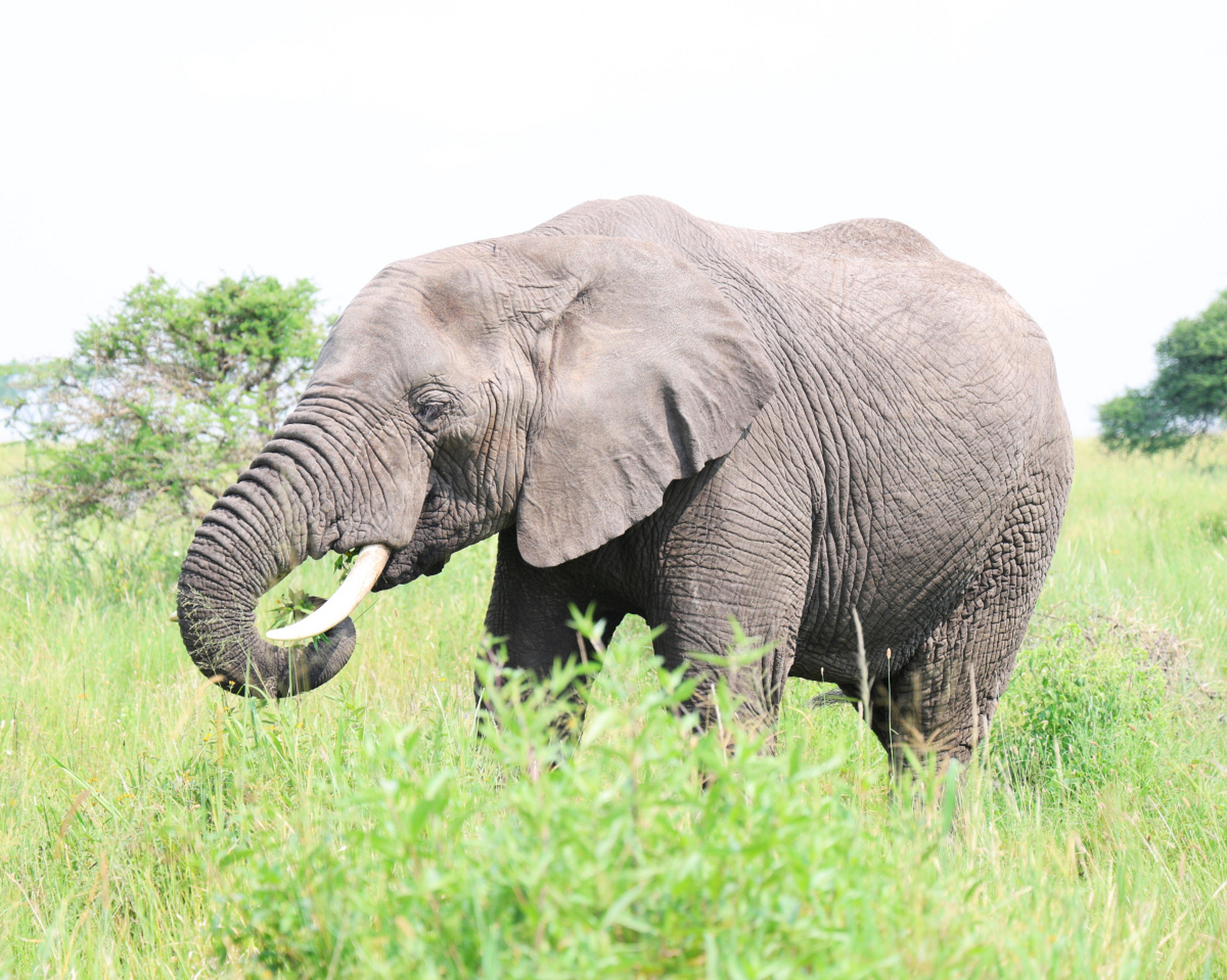 [原文:大象的产肉量是家猪的20.