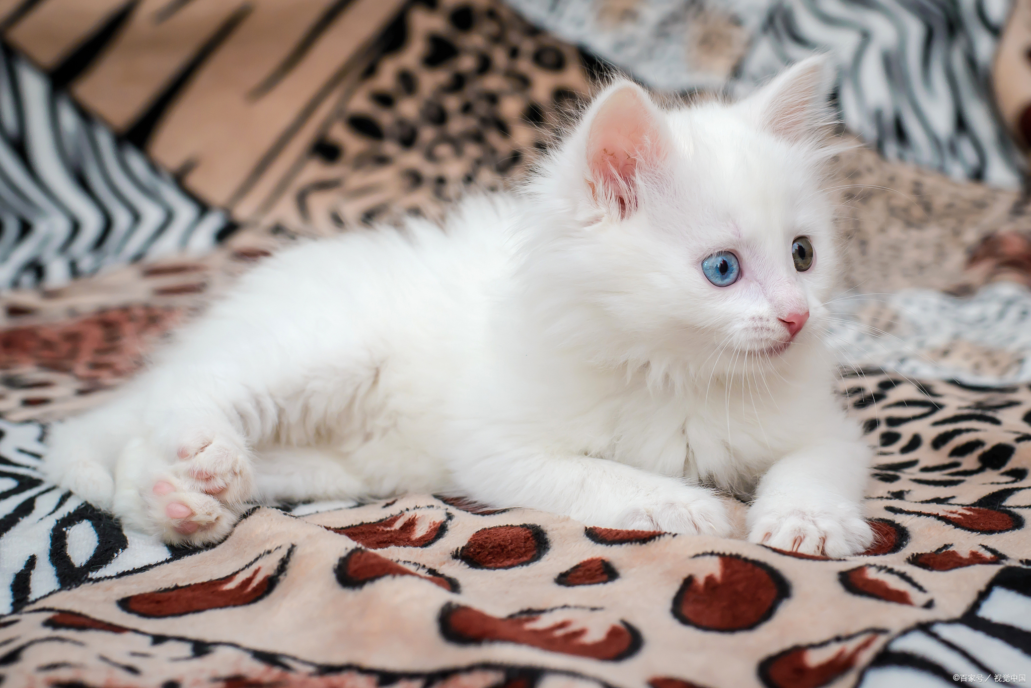 在众多猫咪中,白色异瞳猫无疑是一种独特的存在.