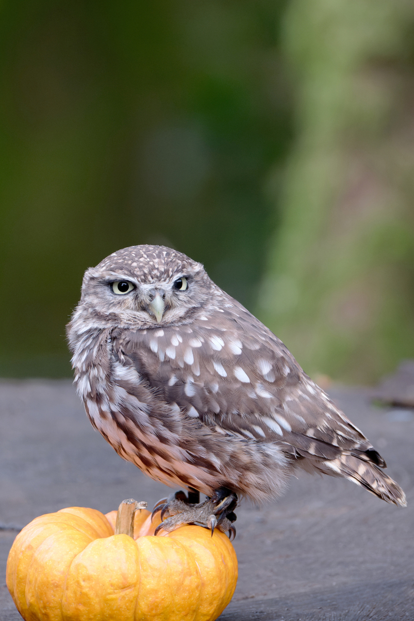 猫头鹰体型因种类,生活环境和繁殖策略而异,全球约200种,体型从微小到