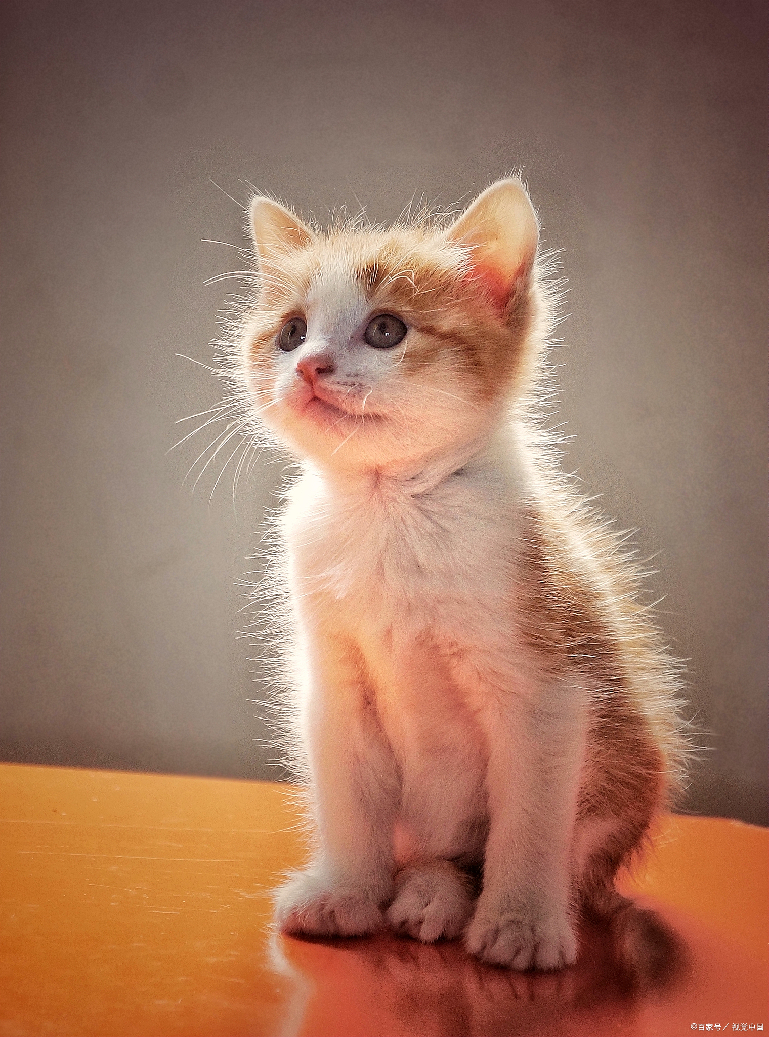 当一只猫咪生病时,家里另外的猫咪能感觉到吗?