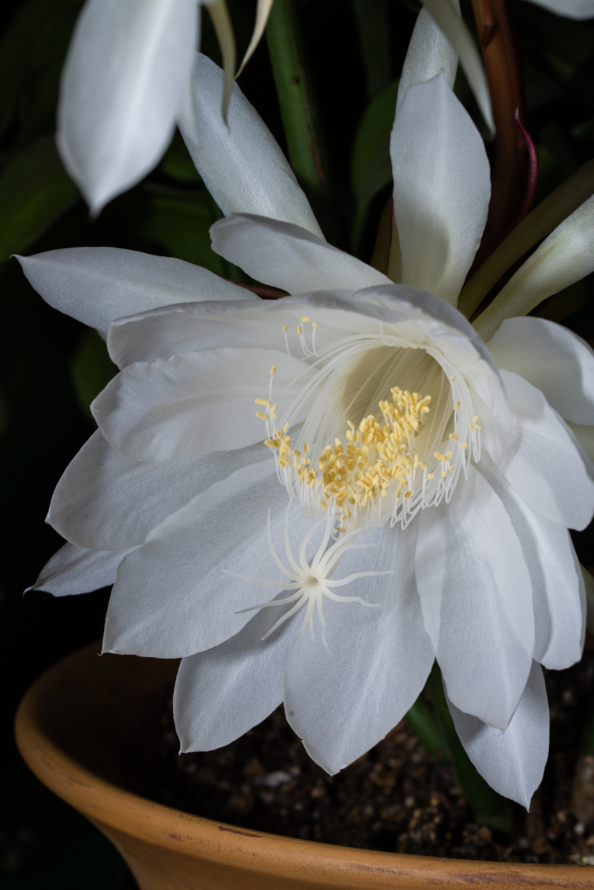 卷叶昙花也叫牡蛎昙花,卷卷昙花,是昙花的一个园艺品种,它主要以观叶