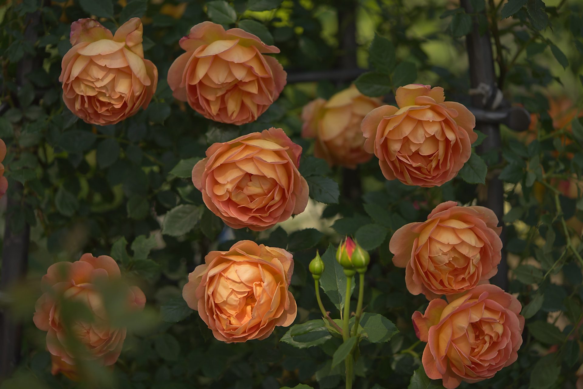 加百列大天使月季是一种优雅,神秘的植物,花朵大而美丽,香气浓郁,生长