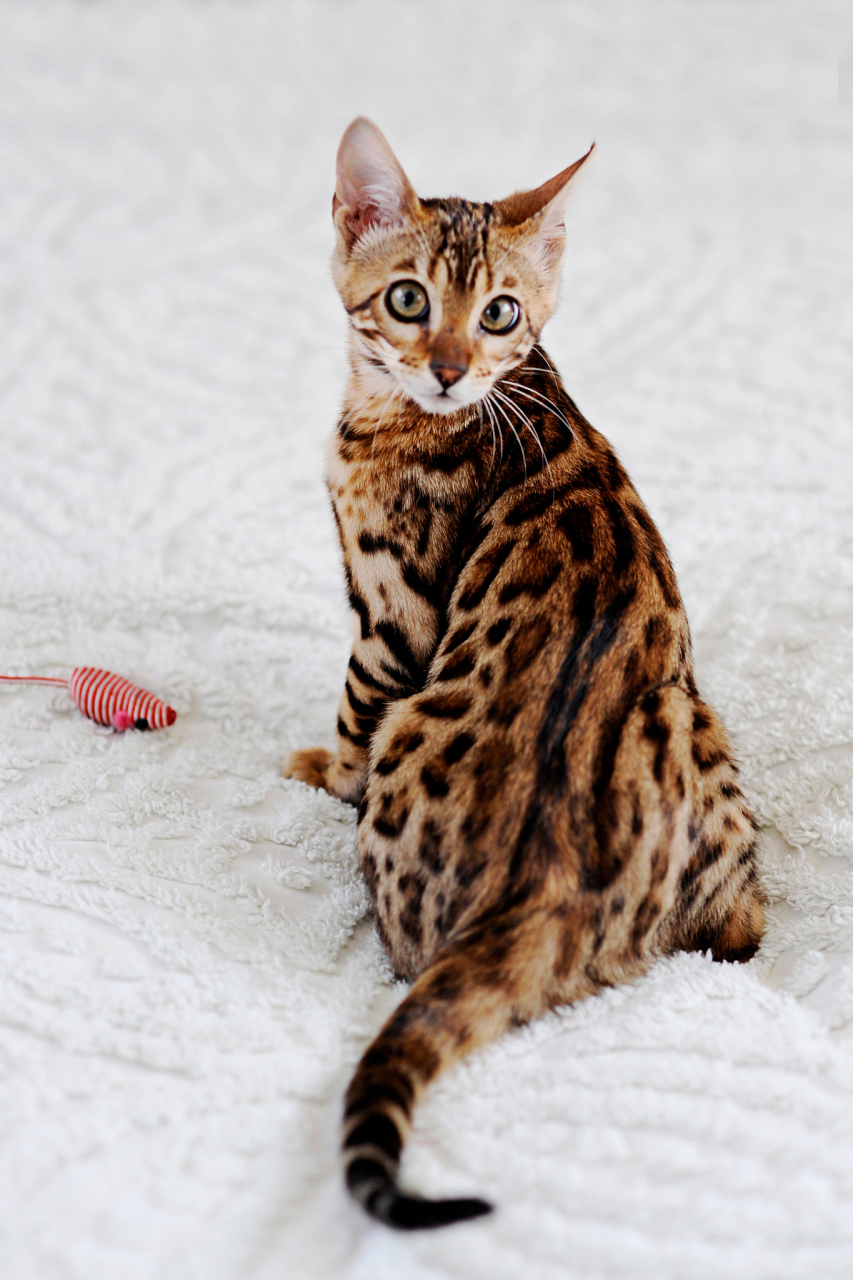 孟加拉豹猫是一种引人注目的猫品种,其独特的外观和性格特点让人难以