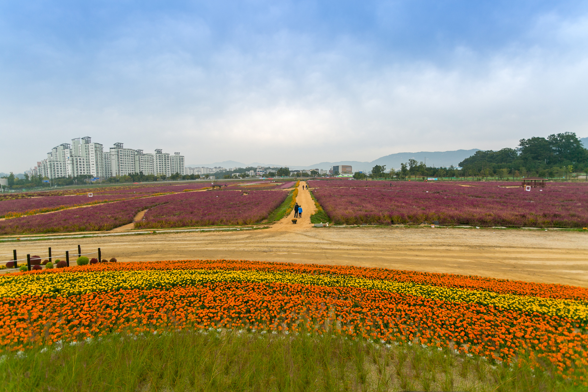 成都石象湖等你来!赏花,品茶,漫步林间,尽享惬意生活!